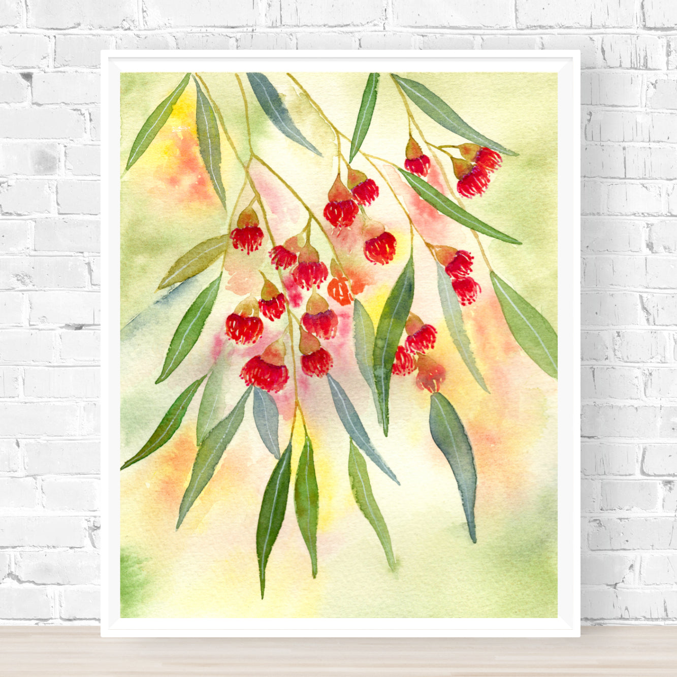 Red Flowering Gum