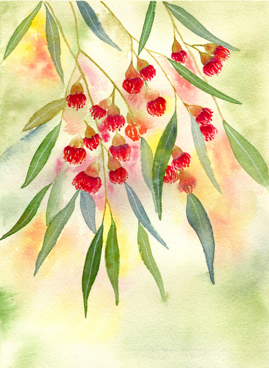 Red Flowering Gum