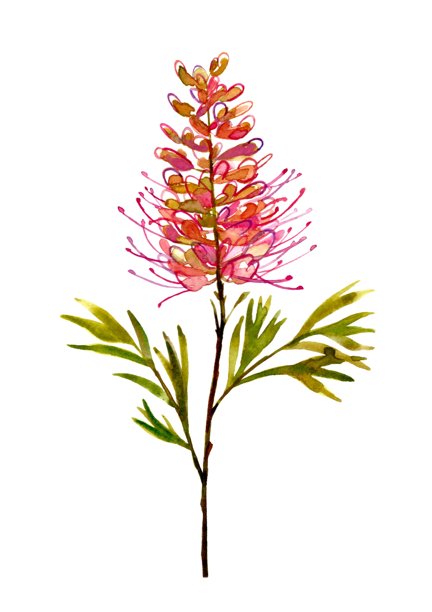 Glowing Grevillea
