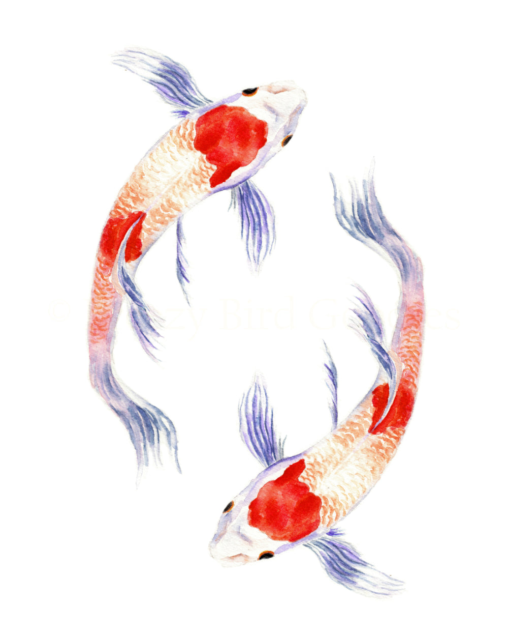 Circling Koi Fish