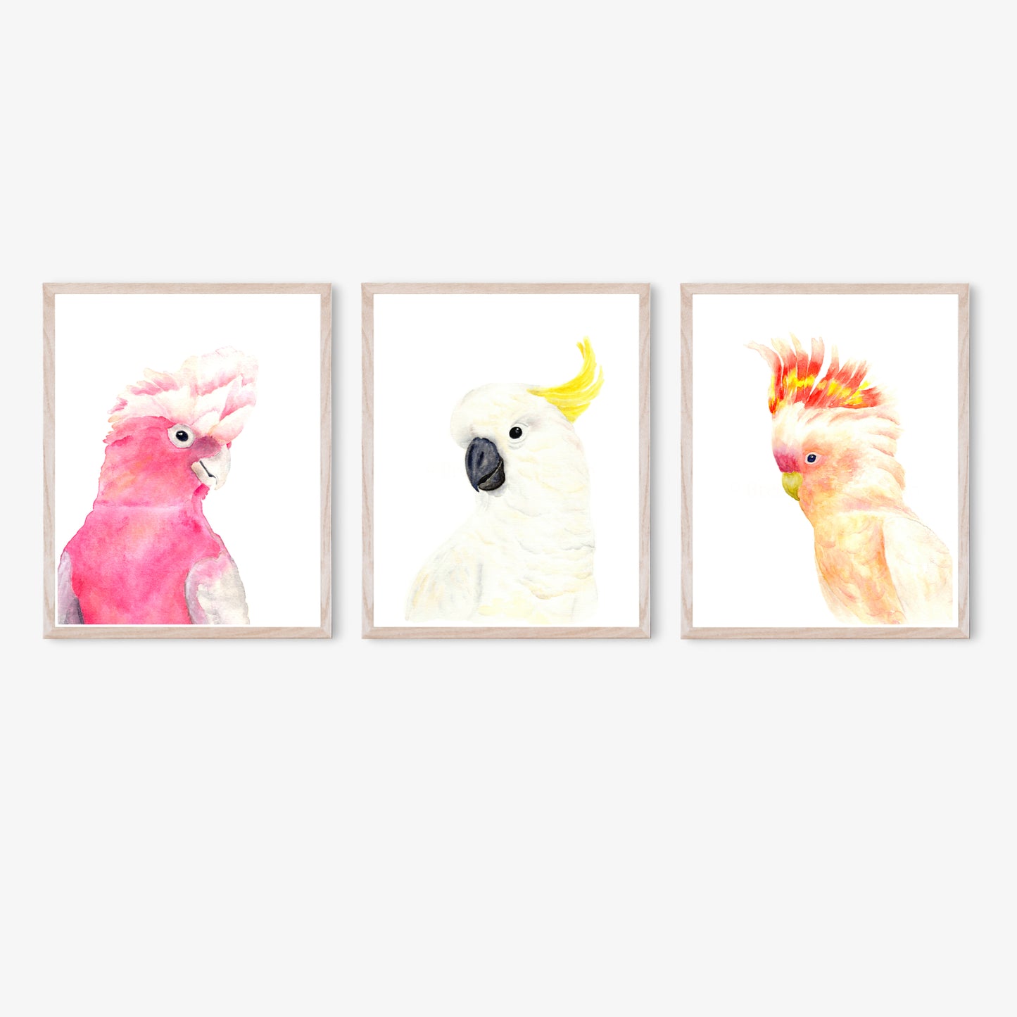 Australian Parrot Art Print Collection