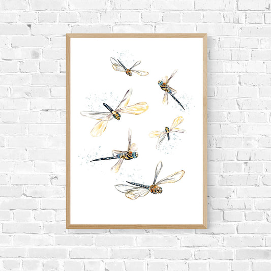 Dragonflies - Archival Print Wholesale (APOE-DF)