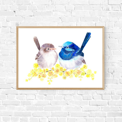 Superb Fairy Wrens Art Print