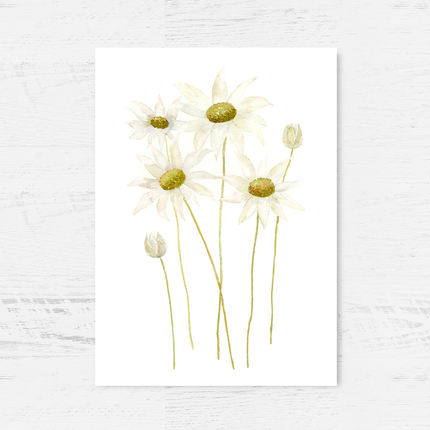 Australian Native Duo - Golden Wattle and Flannel Flowers Art Print Collection