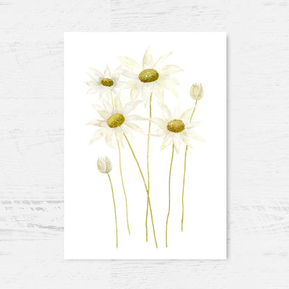 Australian Native Duo - Golden Wattle and Flannel Flowers Art Print Collection