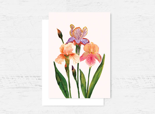 Iris Greeting Card Wholesale (GC-IRS)