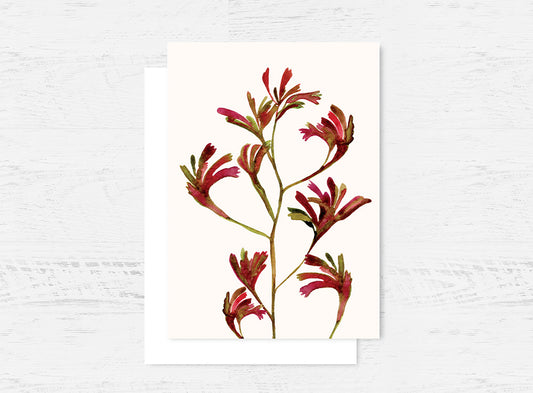 Kangaroo Paws Greeting Card Wholesale (GC-KP)