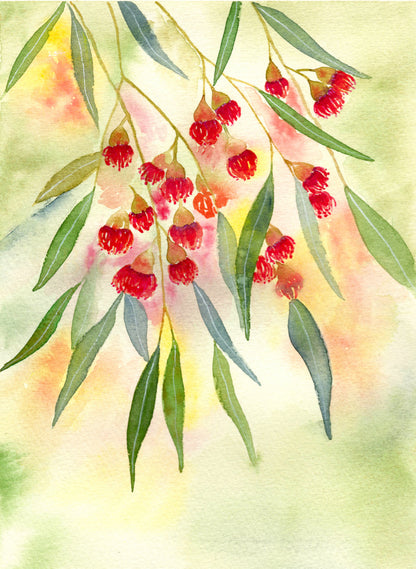 Red Flowering Gum Archival Print Wholesale (APOE-RFG)