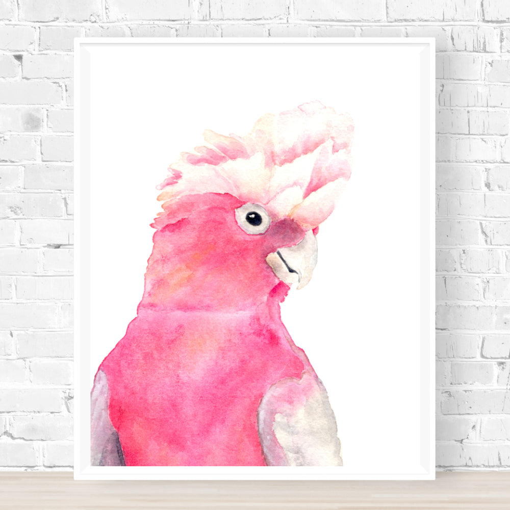 Pink Galah Archival Print Wholesale (AP-PG)