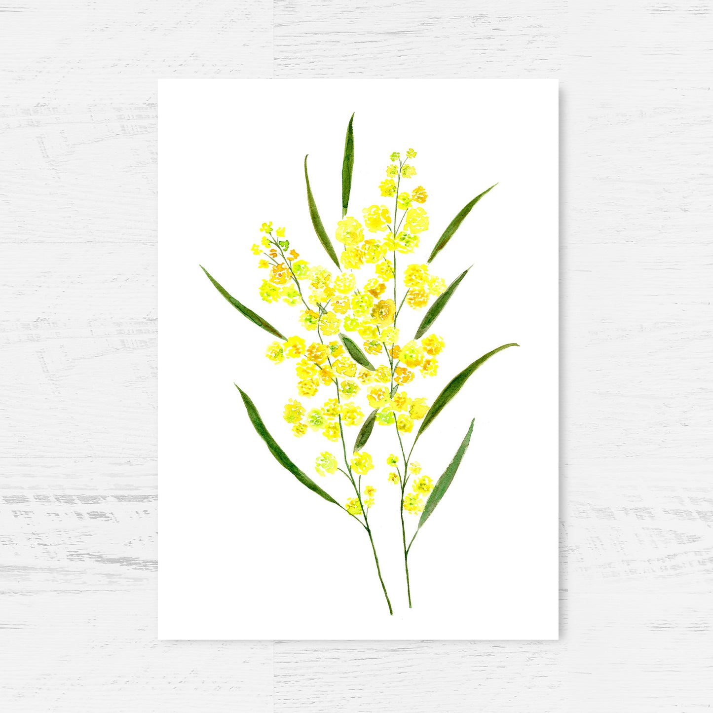 Australian Native Duo - Golden Wattle and Flannel Flowers Art Print Collection