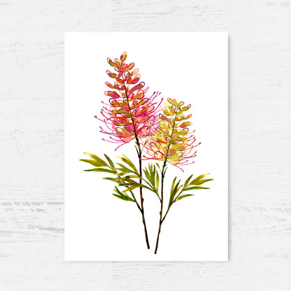 Australian Native Duo - Grevillea & Kangaroo Paws Art Print Collection