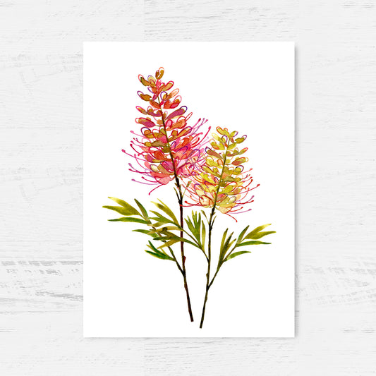 Glowing Grevillea Archival Print Wholesale (APOE-GGVL)