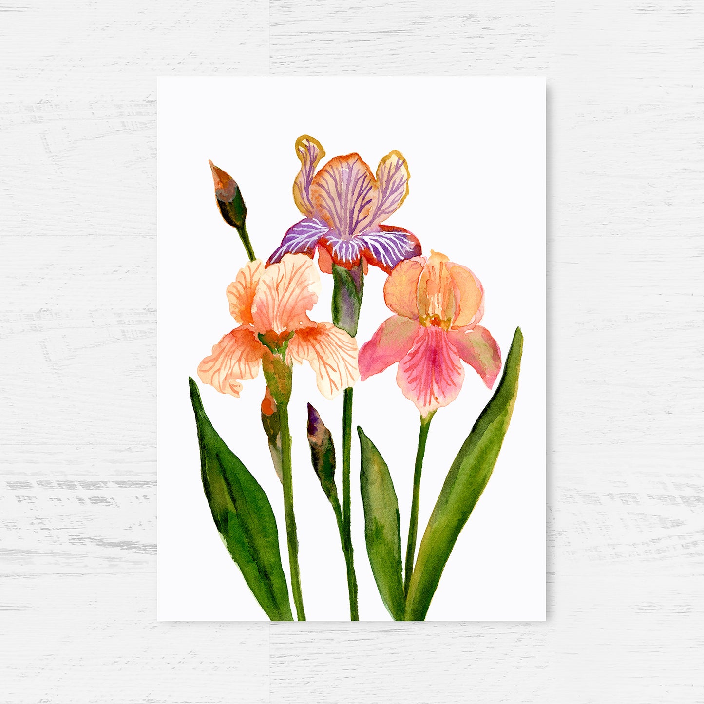 Elegant Iris Flowers Art Print