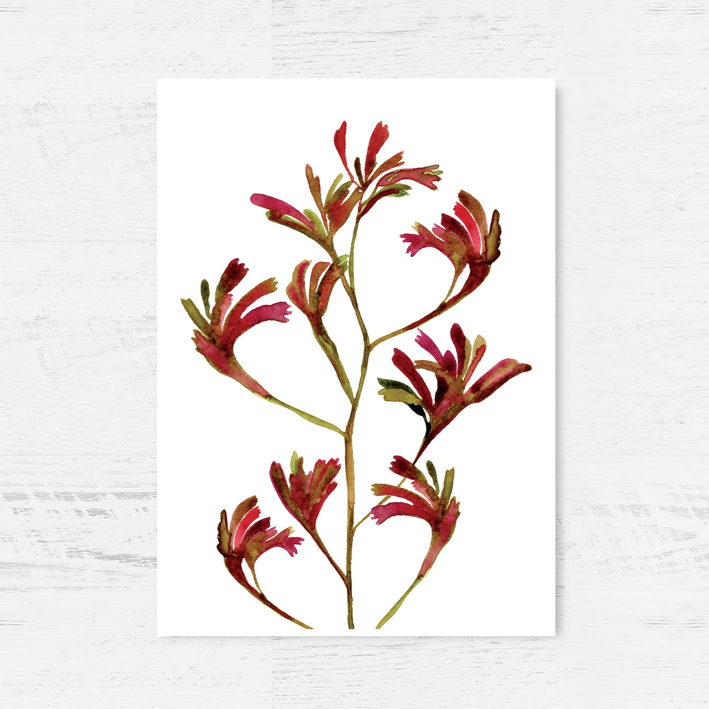 Kangaroo Paws Archival Print Wholesale (APOE-KP)