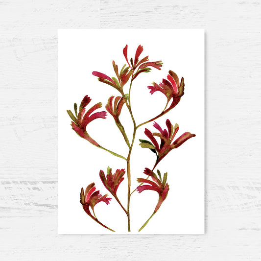 Kangaroo Paws Archival Print Wholesale (APOE-KP)