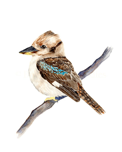 Kerry the Kookaburra Archival Print Wholesale (APOE-KK)