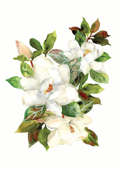 Magnificent Magnolia - Limited Edition Archival Print Wholesale (APLE-MNM)