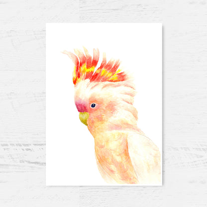 Australian Parrot Art Print Collection