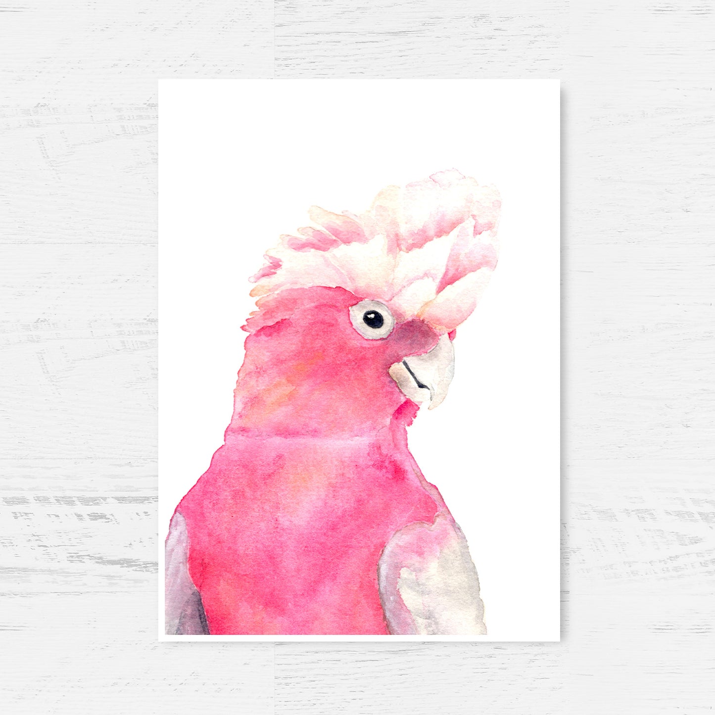 Australian Parrot Art Print Collection