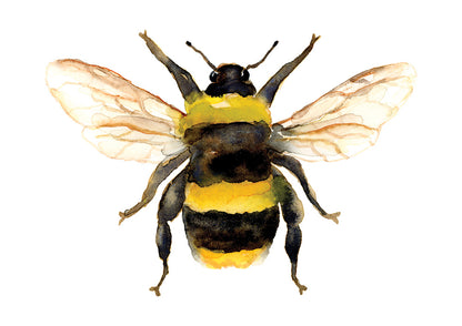 Single Bee - Archival Print Wholesale (APOE-SB)