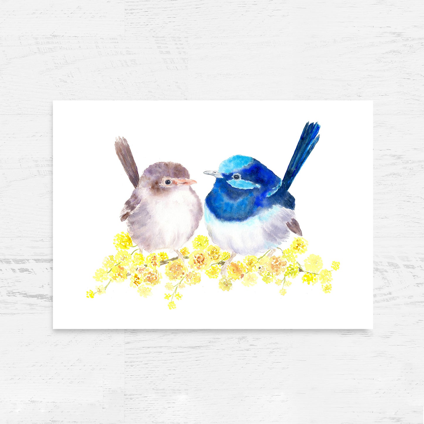 Superb Fairy Wrens Art Print