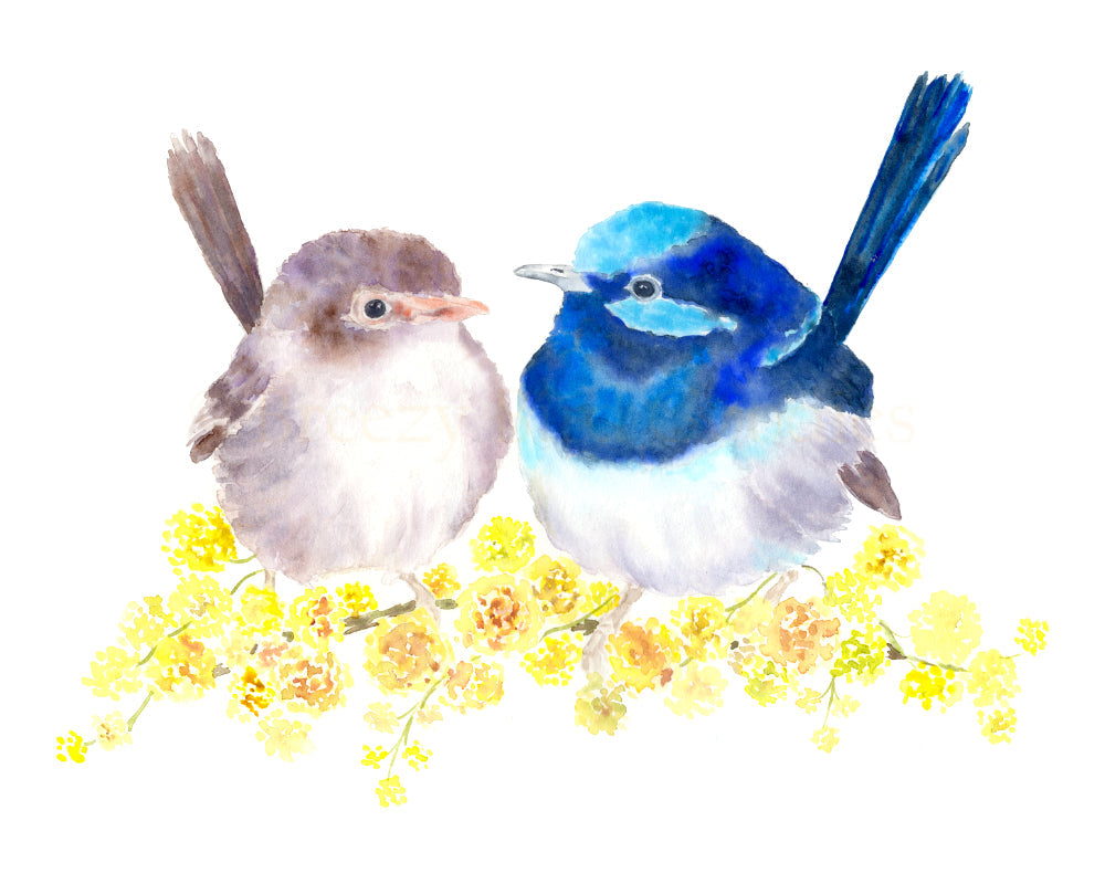 Superb Fairy Wrens Archival Print Wholesale (APOE-SFW)