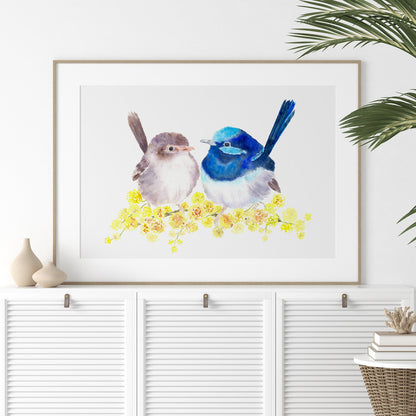 Superb Fairy Wrens Archival Print Wholesale (APOE-SFW)