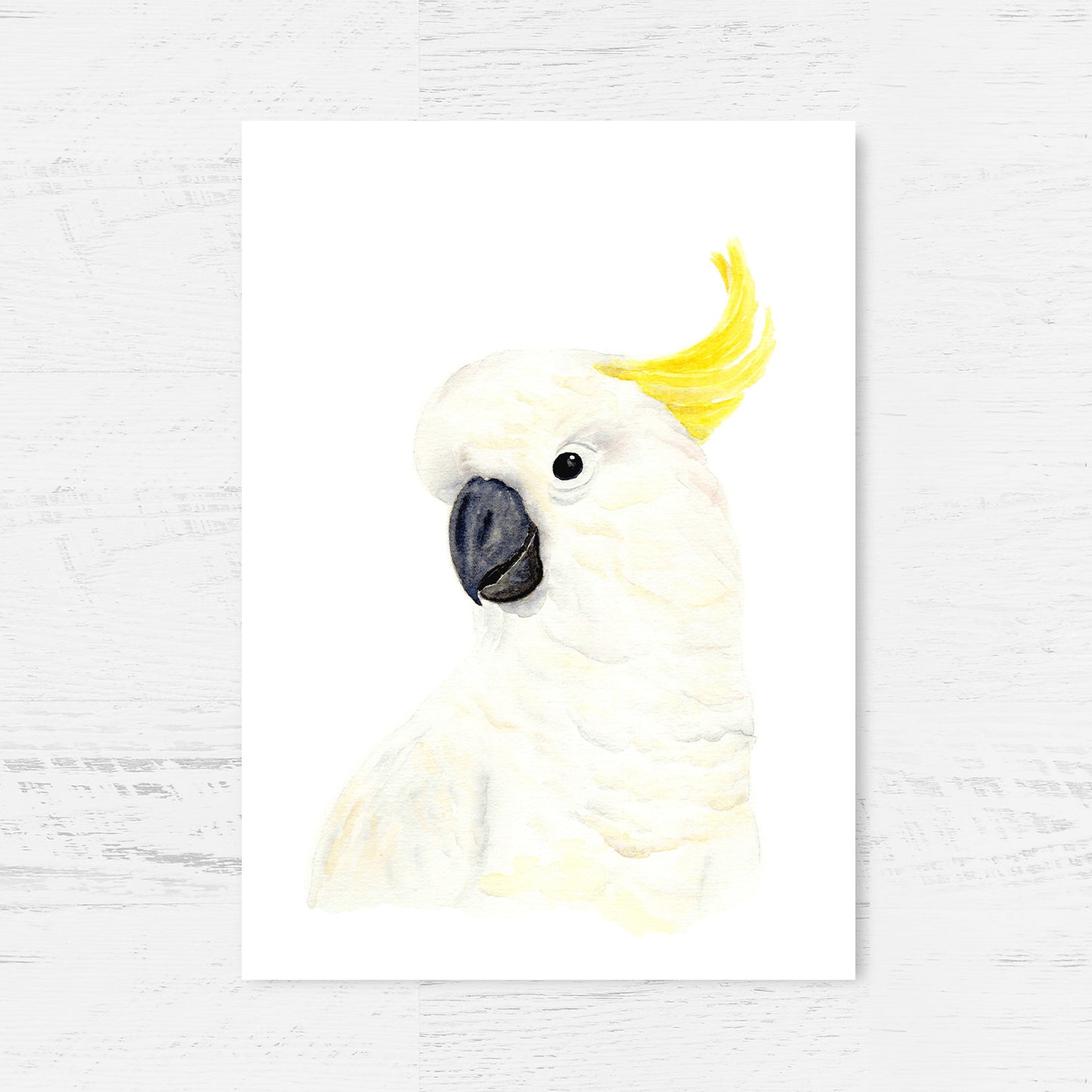 Australian Parrot Art Print Collection