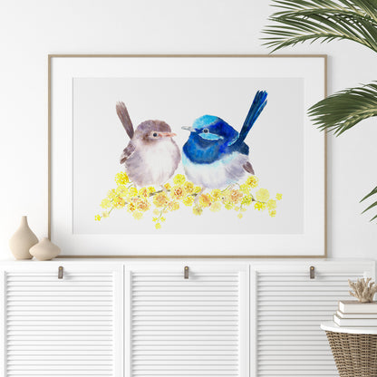 Superb Fairy Wrens Art Print